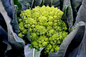 Ett overkligt grönt blomkålslikt huvud med spetsiga små knoppar.