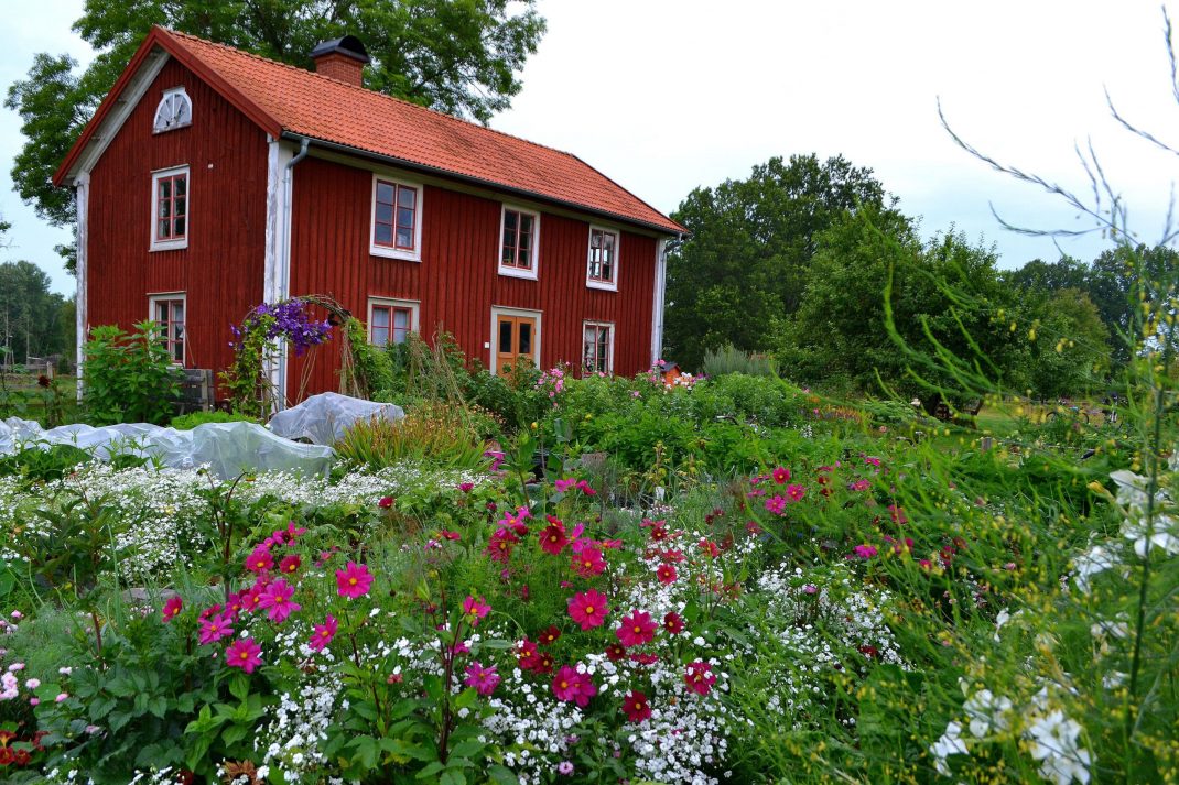 En blommande köksträdgård omger ett klassiskt småländskt parhus.