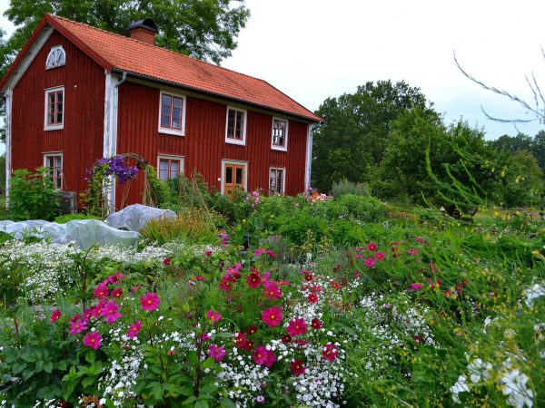 En blommande köksträdgård omger ett klassiskt småländskt parhus.