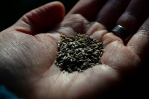 En hand med sallatsfrön.