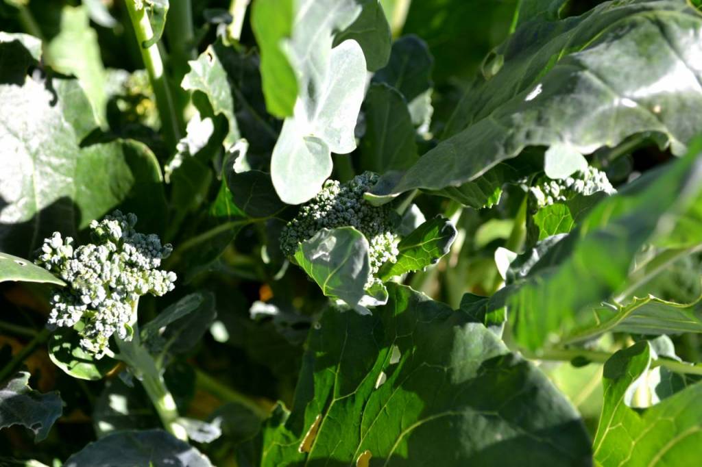 Sidoskott på en planta av broccoli fortsätter att växa tills det blir för kallt. 