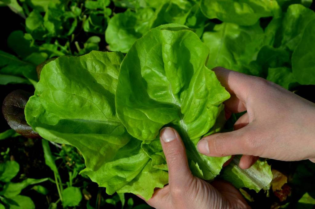 Sallat Crispy lettuce