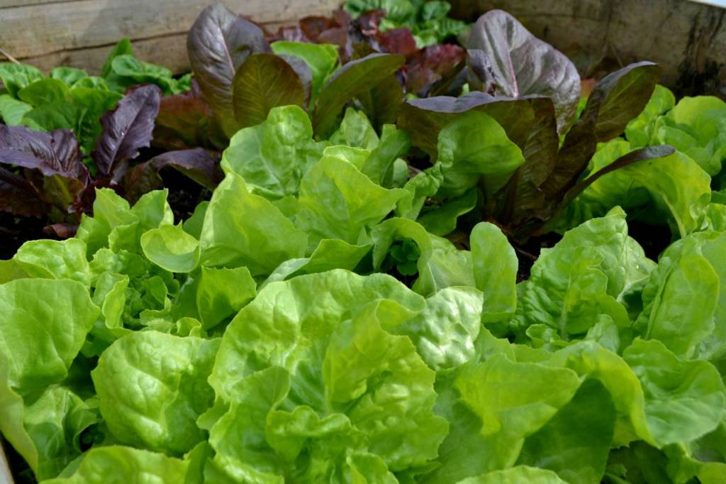 Sallat Crispy lettuce