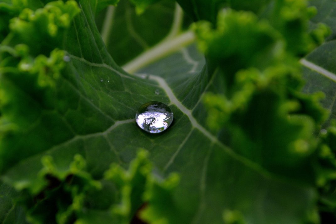 Vattendroppe på ett grönkålsblad, som en pärla.