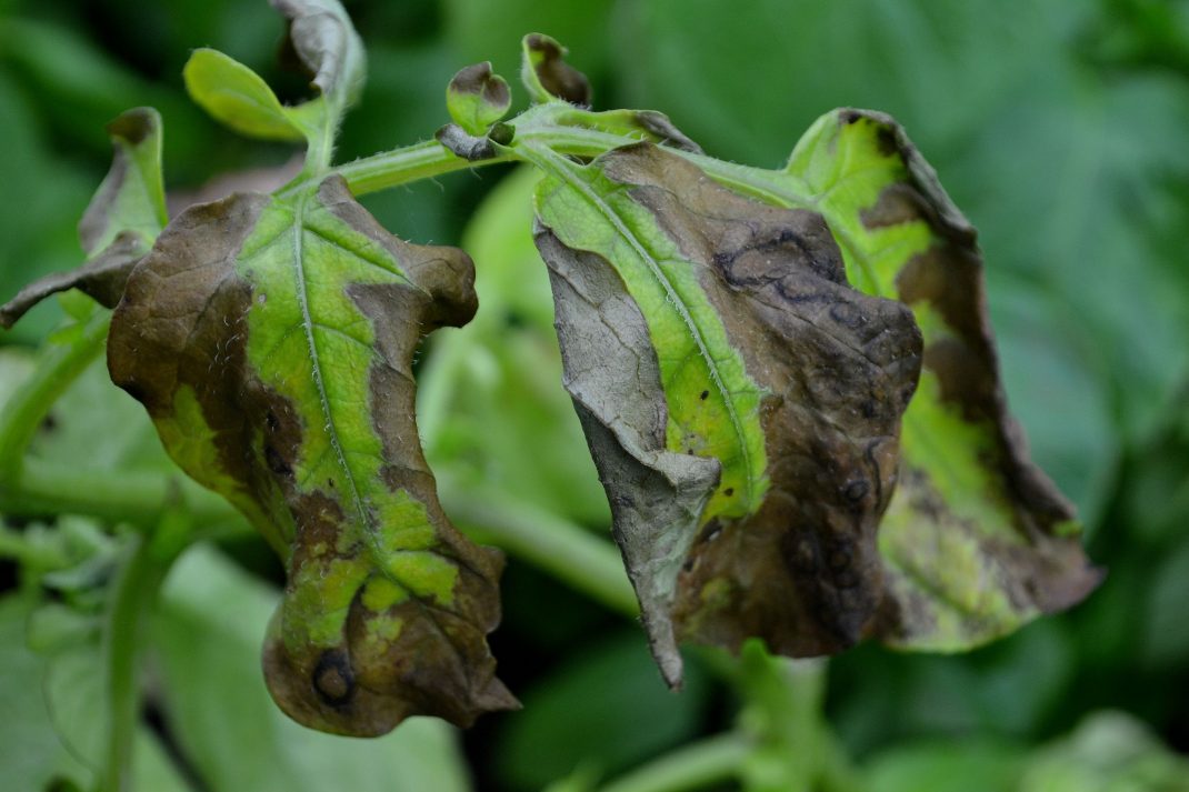 Bruna fläckar på potatisblasten tyder på bladmögel.