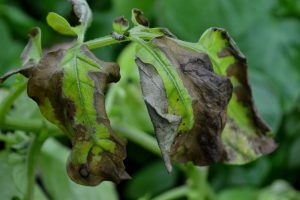 Bruna fläckar på potatisblasten tyder på bladmögel.