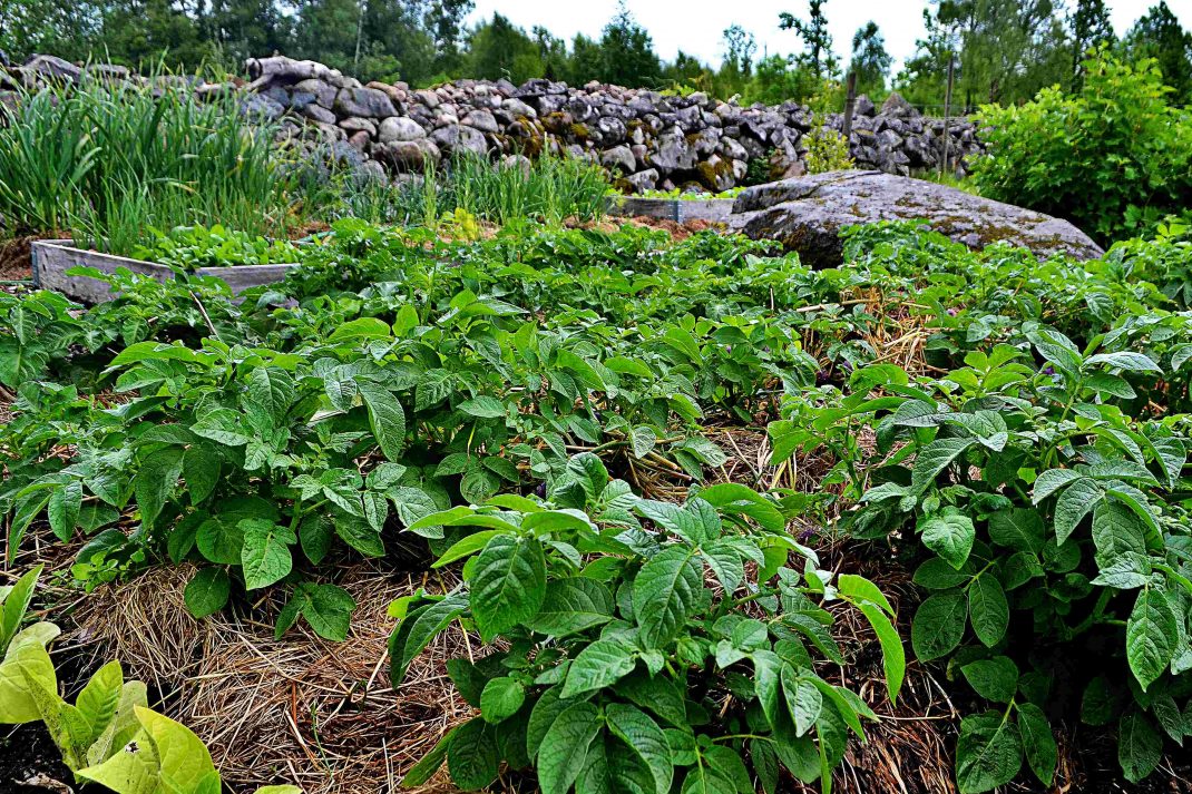 Potatislandet på tillväxt i mitten av juni
