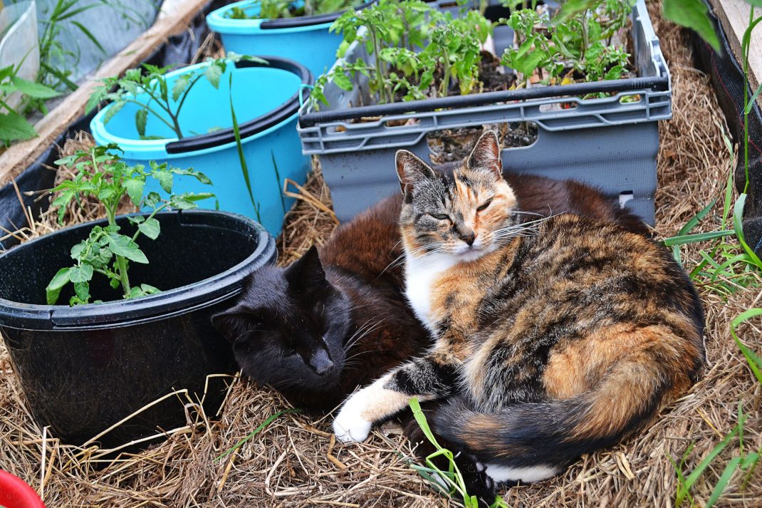 Odlingsbädd med tomater och katter.