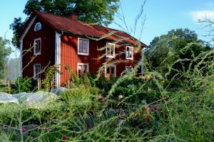 Köksträdgård i morgonljus med bostadshus i bakgrunden.