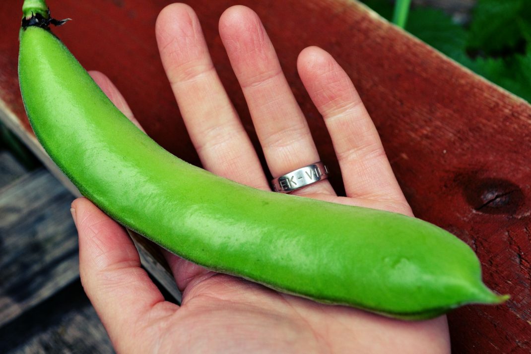 En stor grön bondböna ligger i min hand.