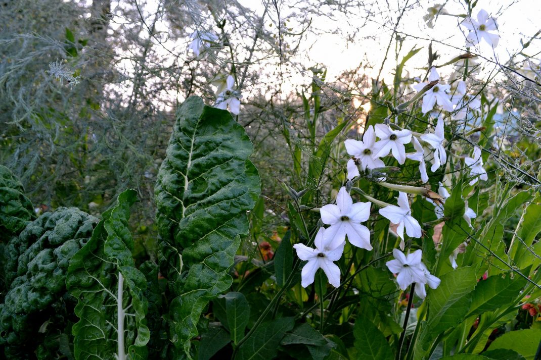 Mangold växer tillsammans med vit blomstertobak.