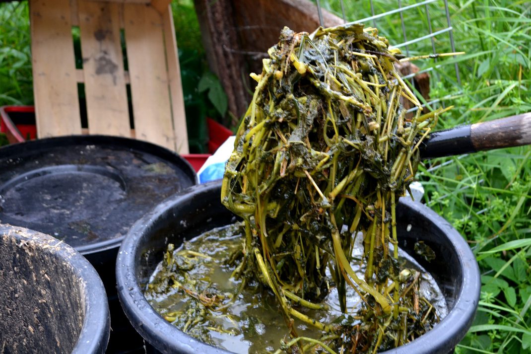 Växtdelar lyfts upp ur nässelvattnet. Plant parts in my nettle water.