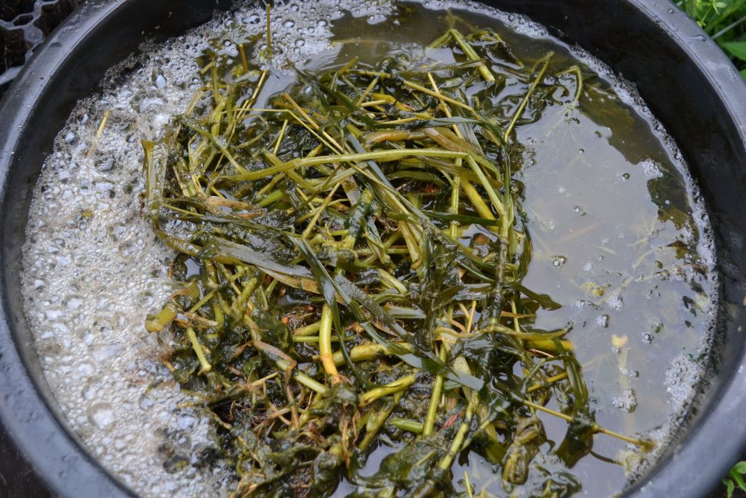 Nässelvatten i en tunna. Nettle water in a barrel.