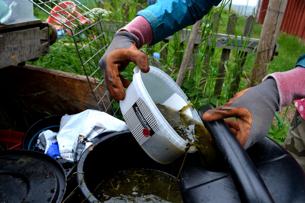 Nässelvatten hälls över i en vattenkanna. Nettle water in a watering can.