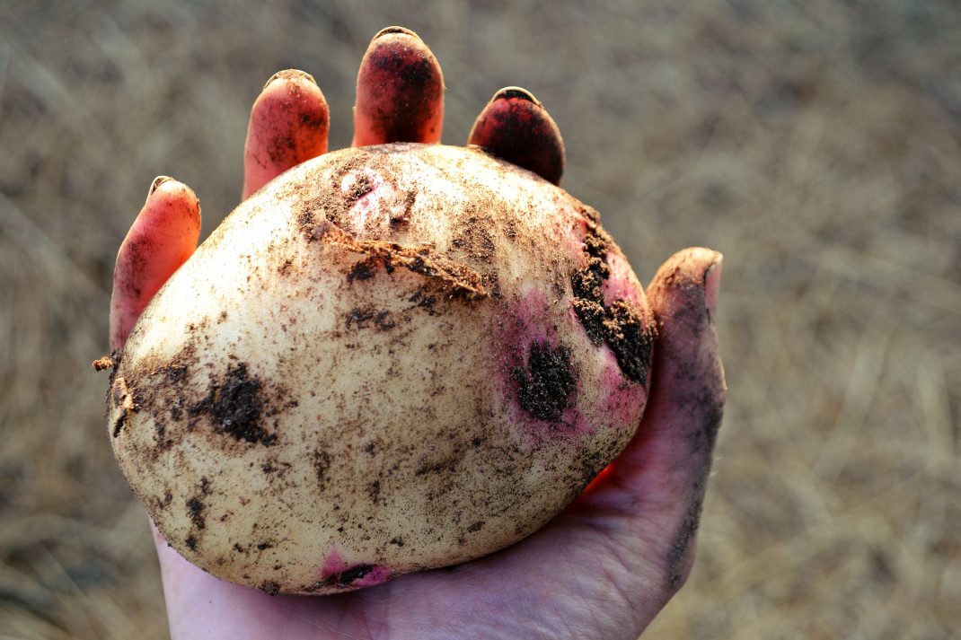En stor potatis av sorten 'Amour'.