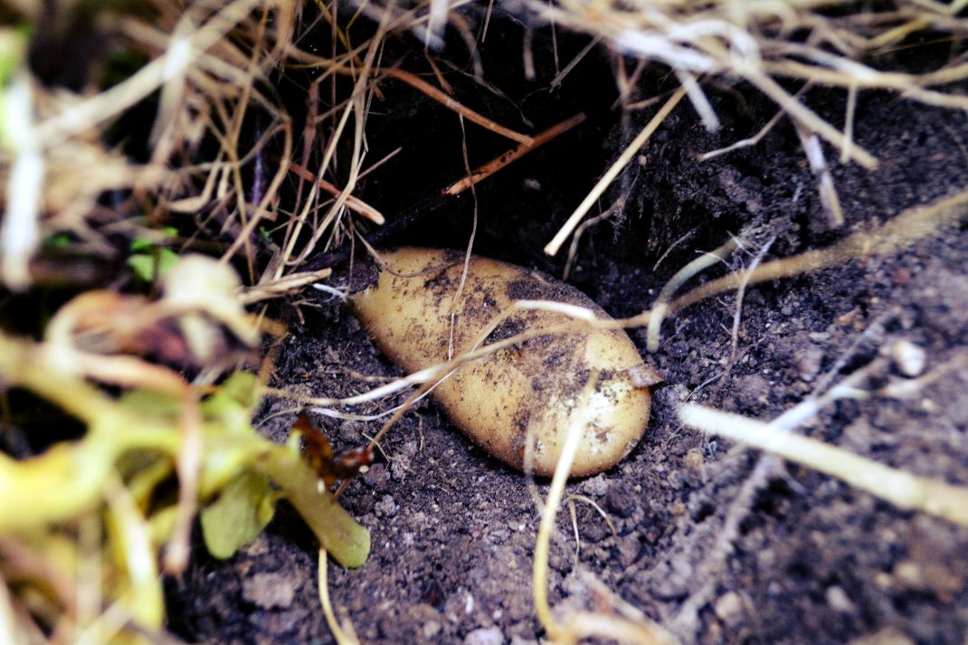 En potatis ligger på jorden under ett tjockt täcklager.