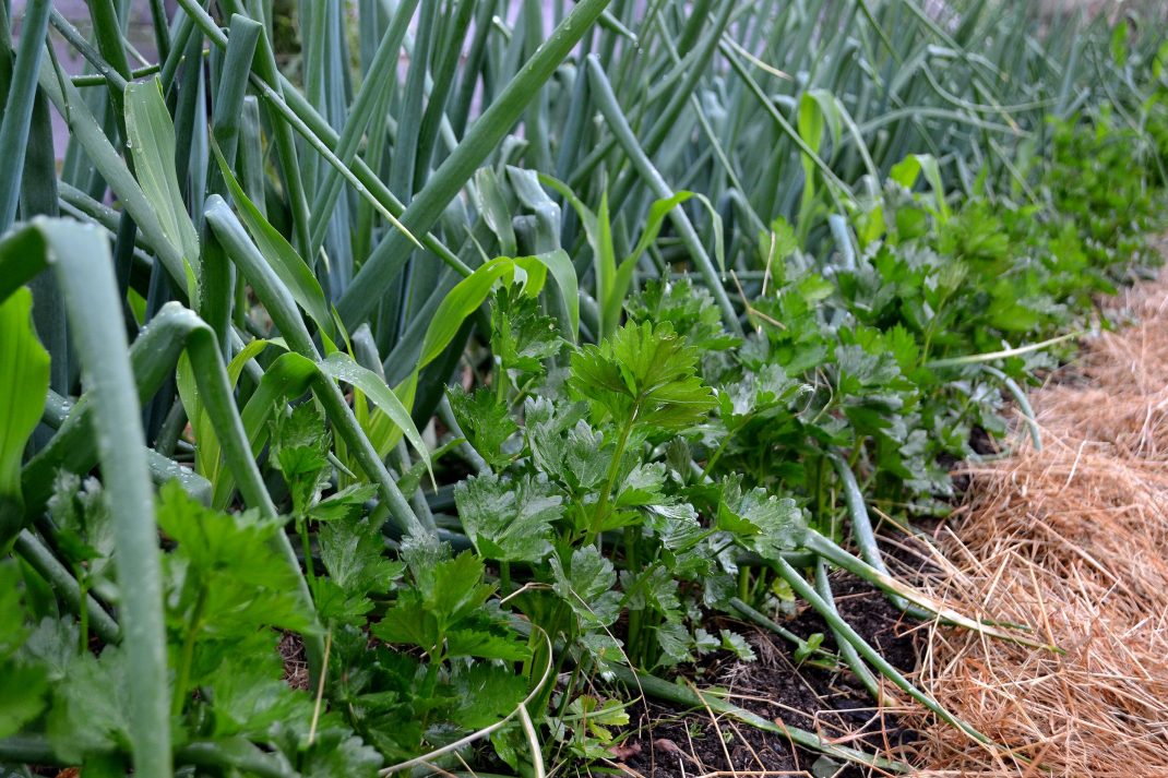 Rotselleri och lök växer i djupbädden. Nettle water, fertilizing the root celery and onions in my bed.