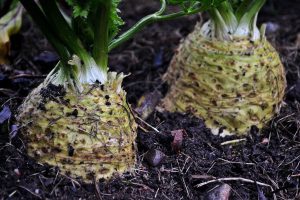 Stora rotselleri står i landet.