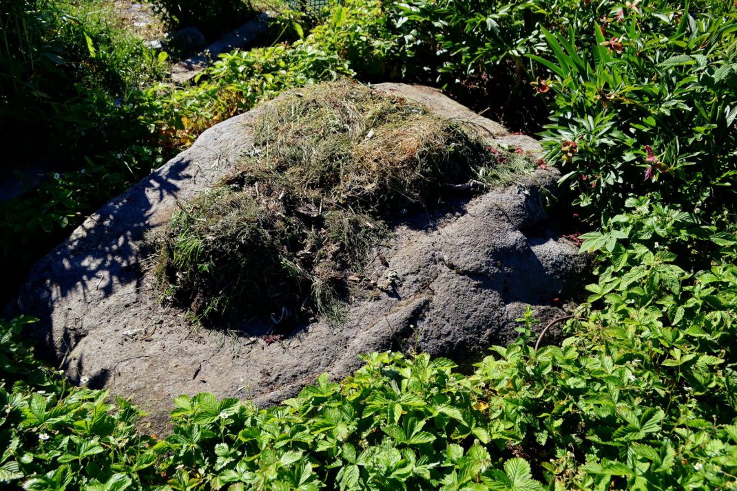 Ogräs torkar på en sten i köksträdgården.