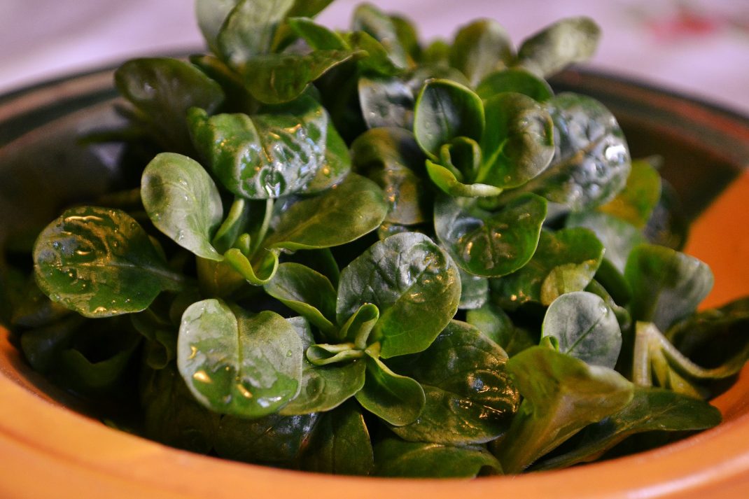 Fina gröna blad av vintersallat ligger i en skål.
