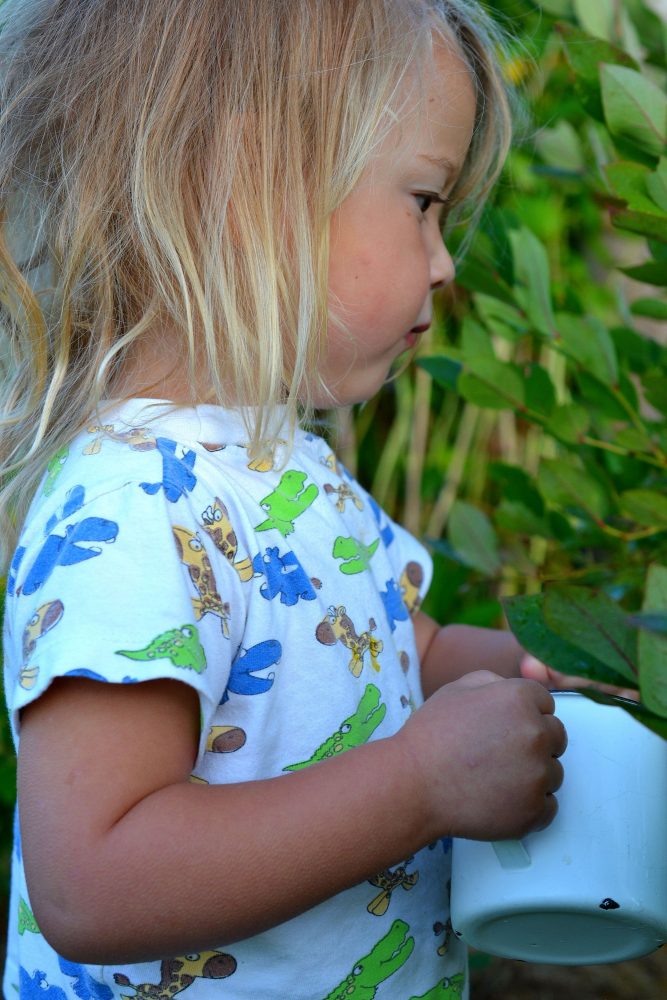 En liten tjej med långt ljust hår plockar blåbär. 