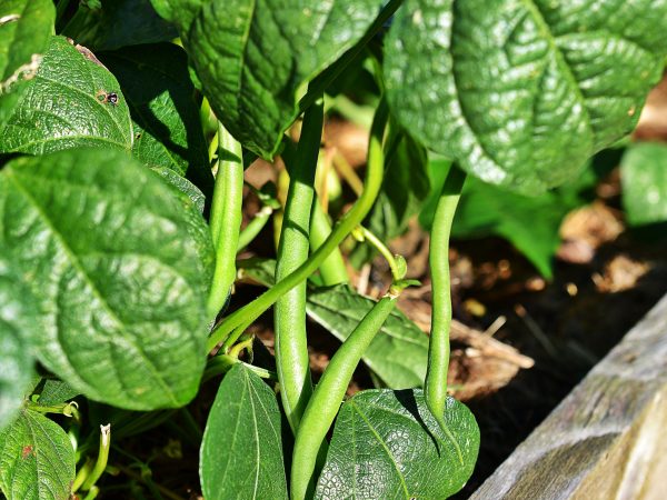 Brytbönor hänger på sin planta.