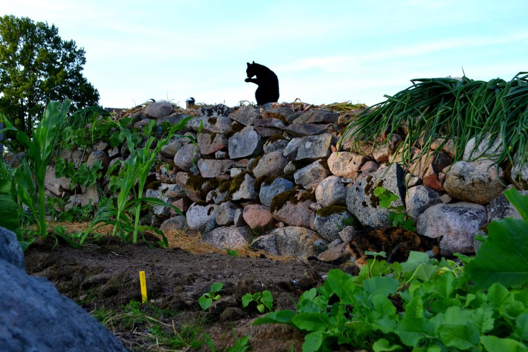 En katt sitter och tvättar sig på en stenmur ovanför en odlingsbädd.