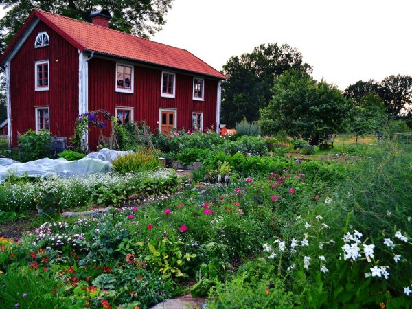 Köksträdgård framför ett småländskt parhus i kvällsljus.