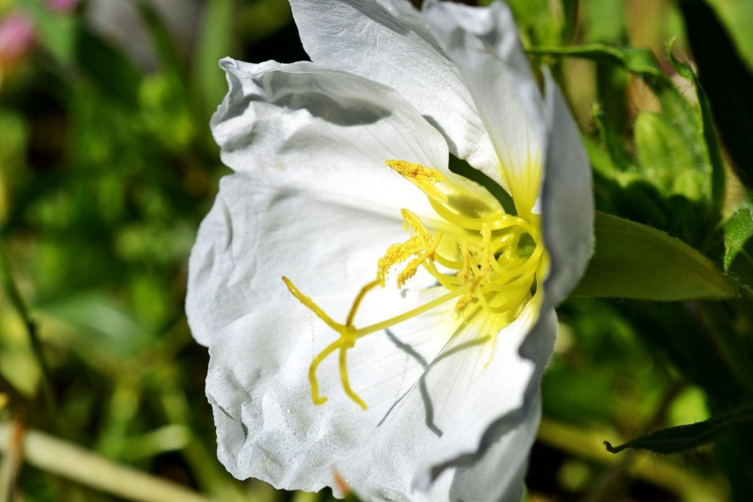 En vit blomma med gul mitt. 