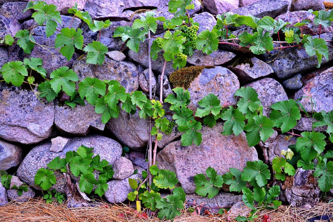 En vinranka växer längs stenmuren.