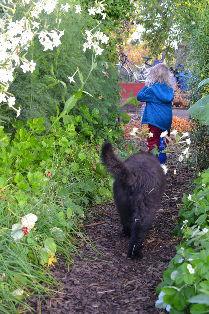 Barn springer mellan grönsaksbäddarna med en valp i släptåg. 