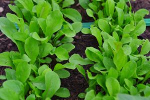 Rucola i täta rader växer i djupbädden.