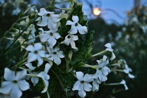 Mangold och blomstertobak under fullmånen.