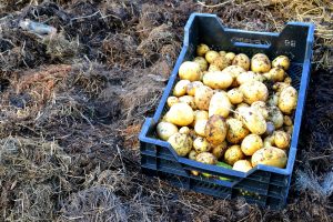 Nyskördad potatis i back.