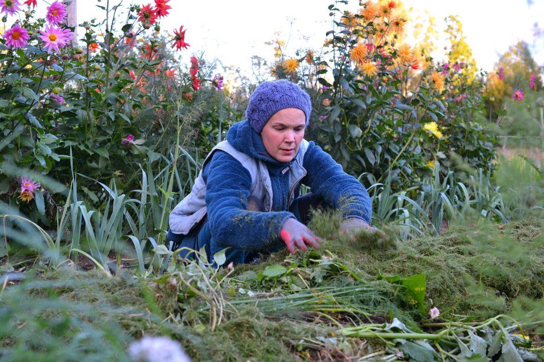 Sara i blåa arbetskläder lägger ut färskt gräsklipp på odlingsbädden.