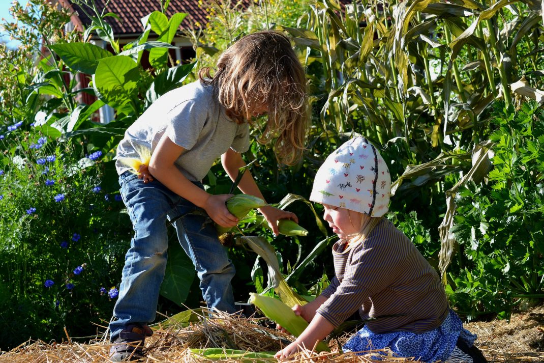 Barn lägger majs i backar i köksträdgården.