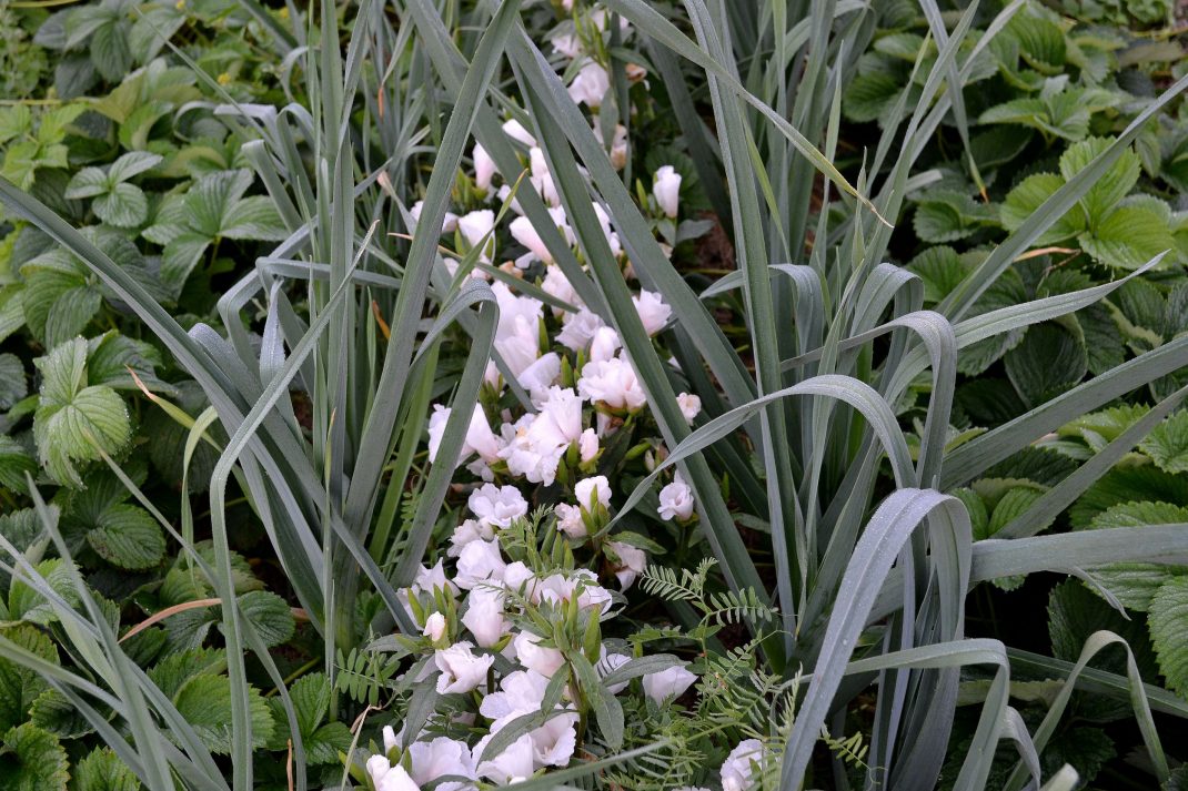 Vita blommor mellan rader av flera decimeter hög purjolök. 