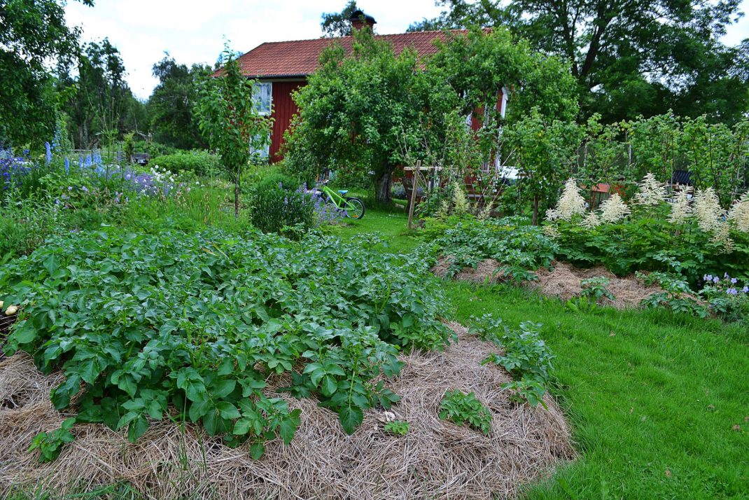 Potatis i en grönskande del av trädgården som inte just är köksträdgården. 