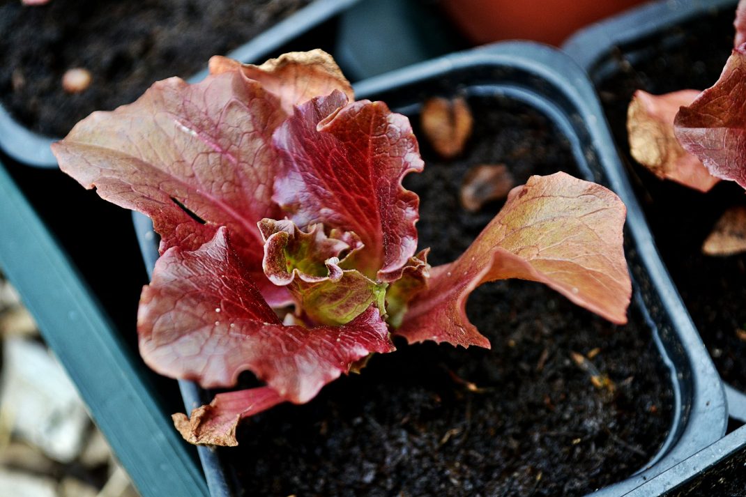 En liten rödbladig sallat växer i kruka. 