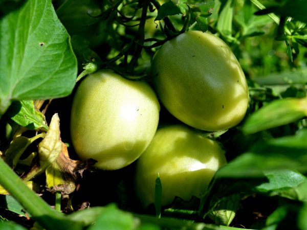 Gröna tomater på en planta.