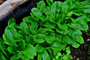 En grön frodig rad av vintersallat.