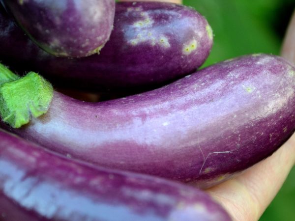 Små, lila mogna aubergine ligger i en hand.