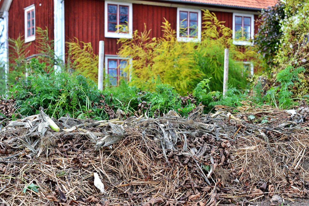 Mängder av växtmaterial ligger på en odlingsbädd i kökstädgården.