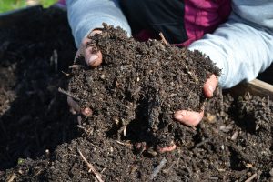Händer som gräver i fin kompostjord.