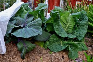 Täckodlad kål i köksträdgården.