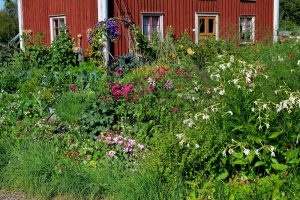 Frodig köksträdgård med mycket sommarblommor.