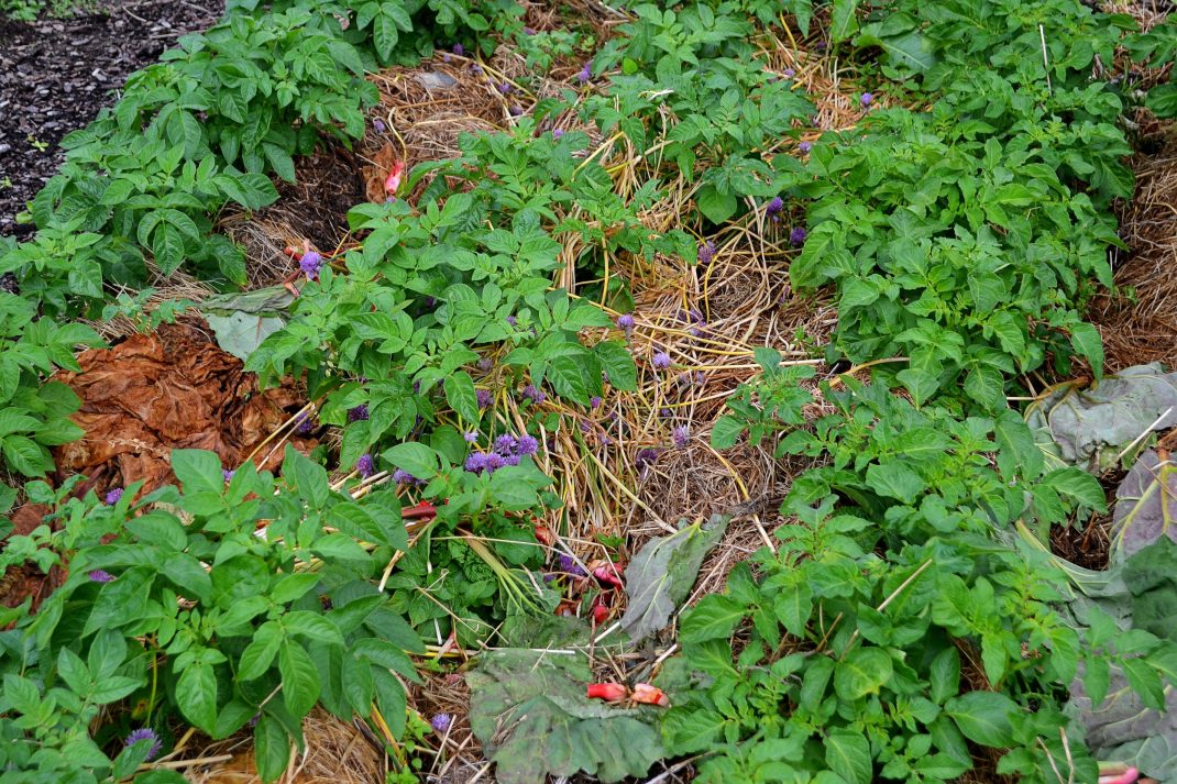 Potatislandet med sin täckodling av ensilage och växtdelar. 