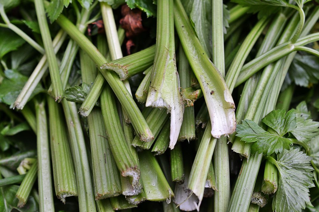 En hög med skördad stjälkselleri.