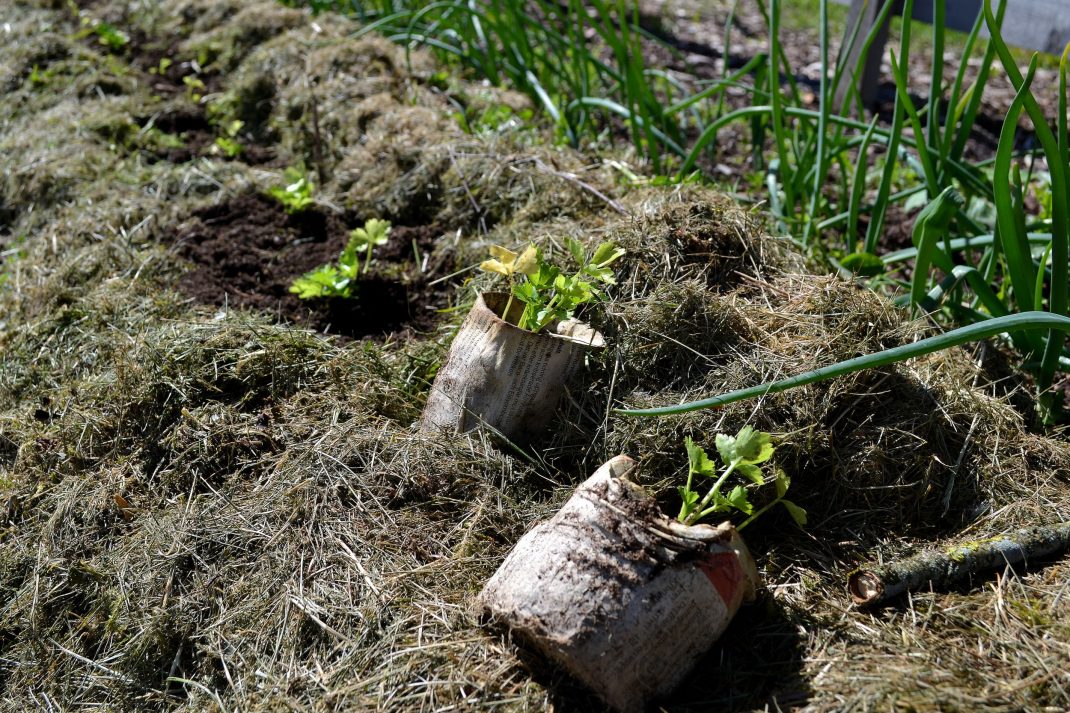 Plantor av rotselleri sätts ut i en bädd som är täckt av ett tjockt lager gräsklipp. m