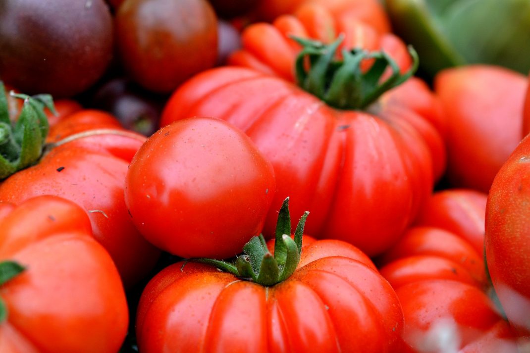 Mogna tomater i röda färger.